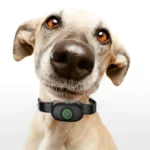 Auto Stop Barker Pet Shock Collar Dog Trainer - Image 10