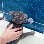 Universal Grooming And Bathing Leash For Dogs And Cats Suction Cup Collar For Pet Bathing - Image 6