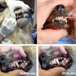 Dog Decalcification Tip Scraper Pet Teeth Cleaning Tool - Image 5