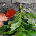 Handheld Garden Bracelet Weeder Remover Tool - Image 6