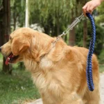 Pet Leash Shock Absorbing Spring Chrome Plated Chain Spring Accessories - Image 6