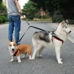 Pet Dual-Headed Tow Leash One Tow Two Hook And Loop Fastener - Image 6