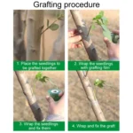 Garden Grafting Tape Fruit Tree Seedling Self-Adhesive Wrap - Image 8