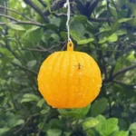Outdoor Fruit Fly Mosquito Citrus Trap Sticky Ball - Image 6