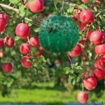 Outdoor Fruit Fly Mosquito Citrus Trap Sticky Ball - Image 4