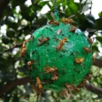 Outdoor Fruit Fly Mosquito Citrus Trap Sticky Ball - Image 6