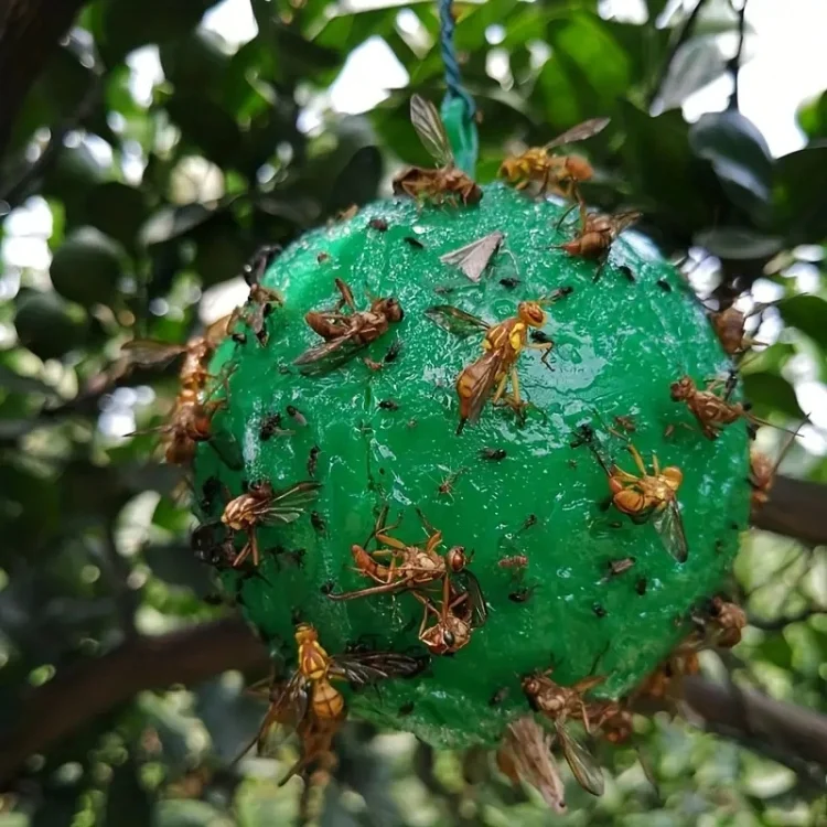 TBD06050213_B5.webp Outdoor Fruit Fly Mosquito Citrus Trap Sticky Ball - Image 6