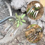 Four-Tooth Dual Purpose Weed Remover Tool Gardening Weed Rake Uprooting Weeding Tool - Image 2