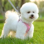 Undershirt Style Pet Chest Harness Summer Breathable Reflective Dog Leash - Image 2