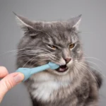 2pcs / Set Cats And Dogs Silicone Toothbrush Pet Oral Cleaning Care Tool - Image 8