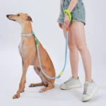 Explosion-Proof  Two-Stage Dog Leash With Foam Handle For Medium And Large Dogs - Image 4