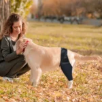 Dog Leg Fracture Protection Injury Support Belt - Image 5