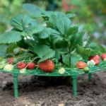 Strawberry Cultivation Anti-Rotting Planting Stand Plant Climbing Rack - Image 7