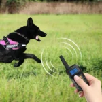 T720 1000m Pet Intelligent Electric Shock Remote Control Dog Training Device - Image 6