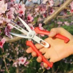 Agricultural Fruit And Flower Thinning Scissors Home Gardening Pruning Tools - Image 8