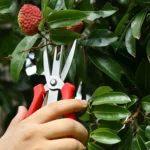 Agricultural Fruit And Flower Thinning Scissors Home Gardening Pruning Tools - Image 9
