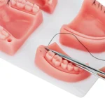 Gums Multiple Wounds Silicone Suture Practice Mold Four Teeth Oral Surgery Training Module For Medical Students - Image 3