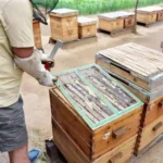 Stainless Steel Curved Tail Beehive Scraper Beekeeping Tools - Image 5