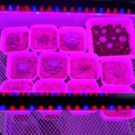 Clip-On Plant Grow Light Full Spectrum Plant Lights With Remote Control - Image 8
