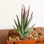 Artificial Mini Aloe Plastic Plants Craft Floristry Landscape Garden Family Office Decoration