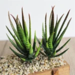 Artificial Mini Aloe Plastic Plants Craft Floristry Landscape Garden Family Office Decoration - Image 3