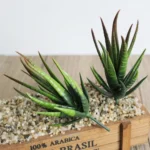 Artificial Mini Aloe Plastic Plants Craft Floristry Landscape Garden Family Office Decoration - Image 4