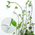 10 PCS Lulu Climbing Wall Fixer Vine Climbing Wall Sticking Hook - Image 2