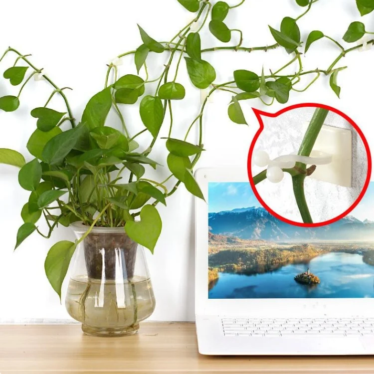 TBD070132001A_4.webp 10 PCS Lulu Climbing Wall Fixer Vine Climbing Wall Sticking Hook - Image 5