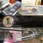 Household Mouse Cage Mousetrap with Double Door - Image 4