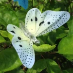 Solar Powered Butterfly Fiber Optic Fairy String Waterproof Christmas Outdoor Garden Holiday Lights - Image 4