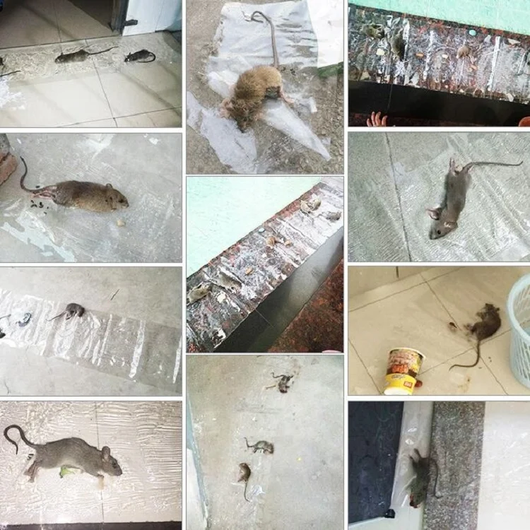 TBD0770075_4.webp Anti-rodent Strong Sticky Board Transparent Sticky Mouse with Mousetrap Glue - Image 5